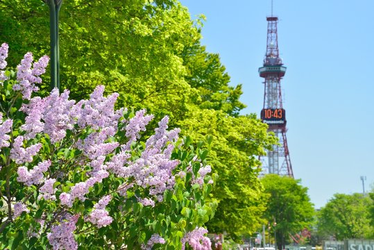 さっぽろライラック祭り
