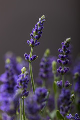Lavendelpflanze in voller Blüte