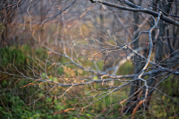 Red leaves in autumn forest