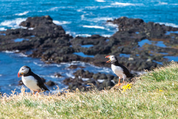 Lundy papageitaucher at Látrabjarg latrabjarg in iceland at a cliff