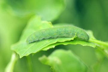Kleiner Kohlweißling