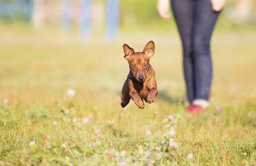 Miniature Pinscher Dog Running In The Grass