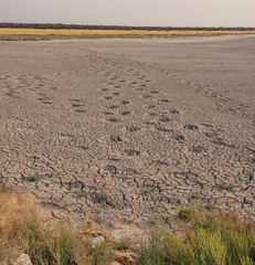 Animal tracks in hard baked mud in a dry riverbed in the Namibian savanna