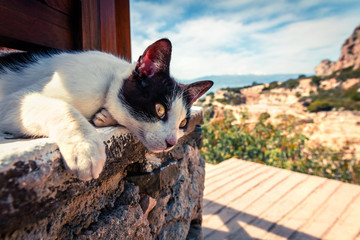 Street cat basking in the sun at the beach restaurant in Greece.