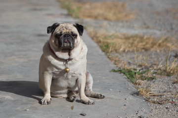 Pug dog sitting