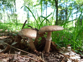 Amanita rubescens, amanita vinosa, seta