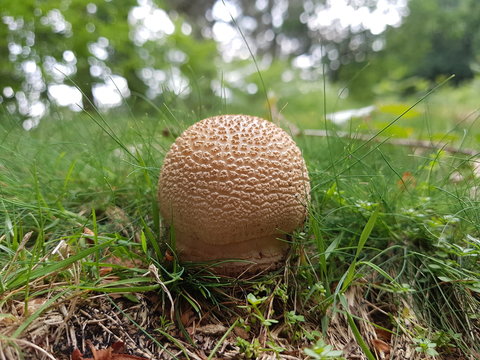 Amanita rubescens, amanita vinosa, joven, seta