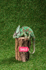 side view of beautiful bright green chameleon sitting on stump with sale sign © LIGHTFIELD STUDIOS