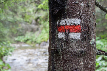 Red hiking mark on the tree in Slovak woods