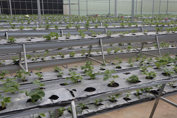 Hydroponics vegetable in green house