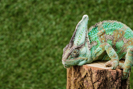 Green Chameleon With Camouflage Skin Sitting On Stump