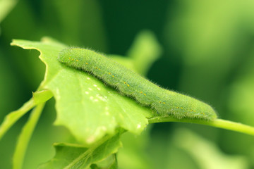 Kleiner Kohlweißling Raupe