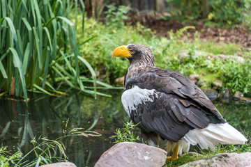 eagle near the water