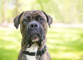 A brindle Cane Corso / American Bulldog mixed breed dog outdoors