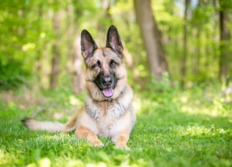 A purebred German Shepherd dog relaxing in the grass