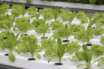 Hydroponics vegetable in green house