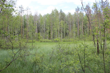 Swamp in the Russian forest