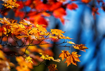 Red leaves in autumn forest