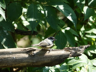 Coal tit (Periparus ater)