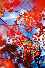 Red leaves in autumn forest