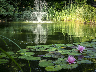 Two pink water lilies 'Marliacea Rosea'  in the foreground of the pond. Blurred cascade fountain in the background. Sunny day.