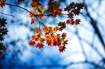 Red leaves in autumn forest