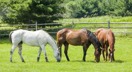 Three horses, a gray, a bay, and a chestnut grazing in a pasture with a split-rail fence and trees...