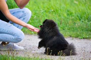 Puppy Pomeranian Spitz listens to the owner and performs functions on the command. Obedient and intelligent dog. Education, cynology, intensive training of young dogs. Young energetic dog on a walk.
