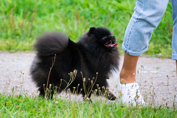 Puppy Pomeranian Spitz listens to the owner and performs functions on the command. Obedient and...