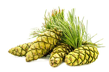 pile of green spruce cones with pine needles isolated on white