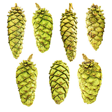 set of green spruce cones isolated on white