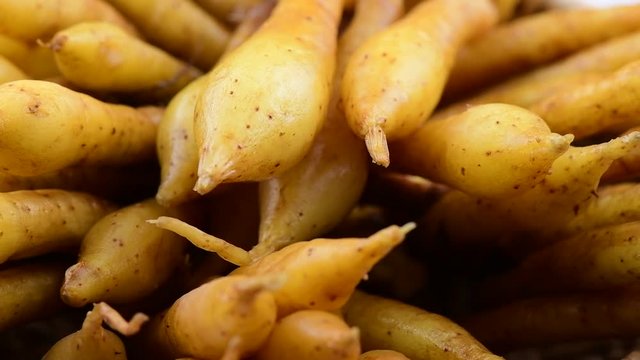 fresh Fingerroot rotation