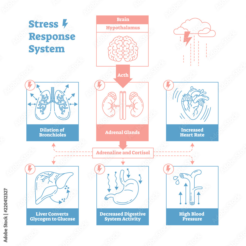 Poster Stress response biological system vector illustration diagram,anatomical nerve impulses scheme.Simple and clean outline graphic design poster with educational information.