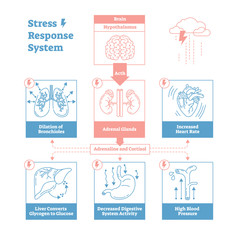 Stress response biological system vector illustration diagram,anatomical nerve impulses scheme.Simple and clean outline graphic design poster with educational information.