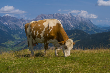 Fototapeta na wymiar Glückliche Kuh im Hochgebirge