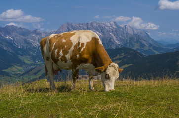 Naklejka premium Glückliche Kuh im Hochgebirge
