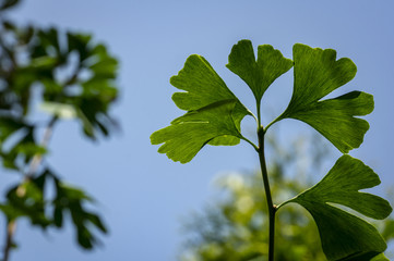 Brightly green carved leaves of Ginkgo biloba close-up against a background of blurry foliage. The natural light of the sunny day. The blue cloudless sky.