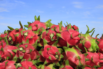 Harvesting dragon fruit in Vietnam