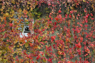 Red leaves in autumn forest