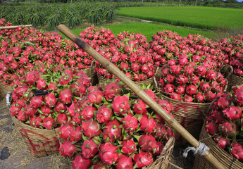 Harvesting dragon fruit in Vietnam