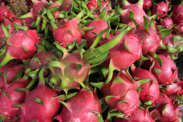 Harvesting dragon fruit in Vietnam