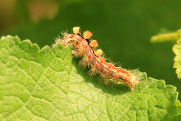 Schlehen-Bürstenspinner