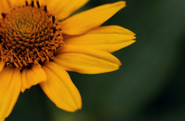 Macro of flowers and grass with beautiful bokeh