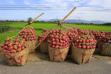 Harvesting dragon fruit in Vietnam