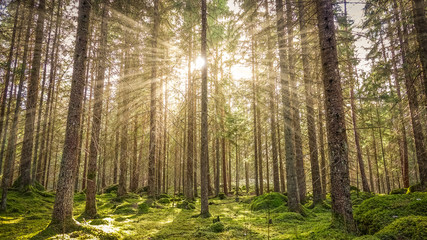 Fototapeta premium Cozy mossy green forest with warm back-light in the sunset.