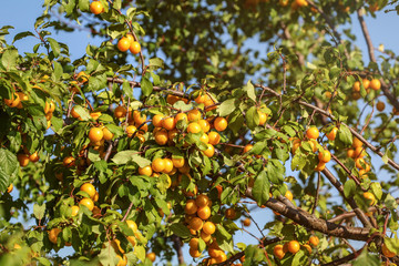 Fototapeta na wymiar Ripe yellow mirabelle plum (Prunus domestica) fruits on tree, lit by afternoon sun.