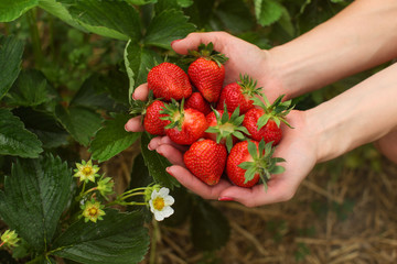 Woman hand holding handful of freshly picked strawberries, leaves and flowers in background. Self...