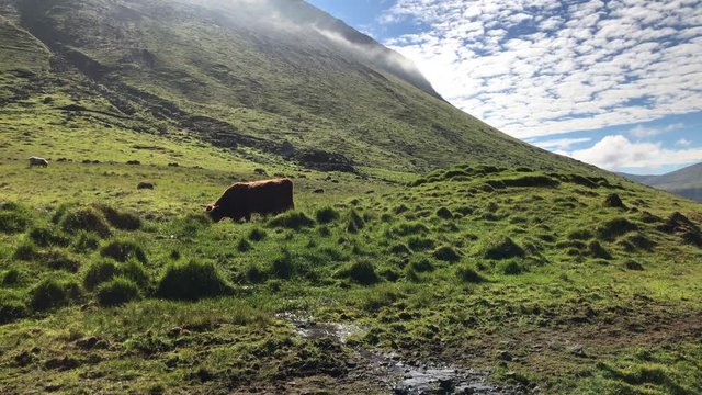 Amazing view of bulls, cows or yack grazing green grass on meadow highlands with perfect sunshine in summer morning, mountain rural suburbs in Faroe Islands as travel, agriculture, farm.