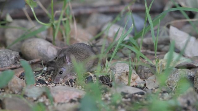 An Adorable House Mouse Eating and Foraging 