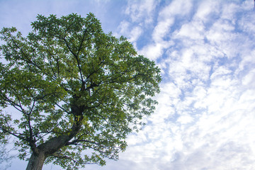 Blue sky green tree